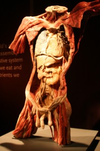 Výstava Bodies, zdroj: www.bodiesbrno.cz
