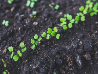 rucola salad plant leaf