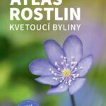 Atlas rostlin: Kvetoucí byliny